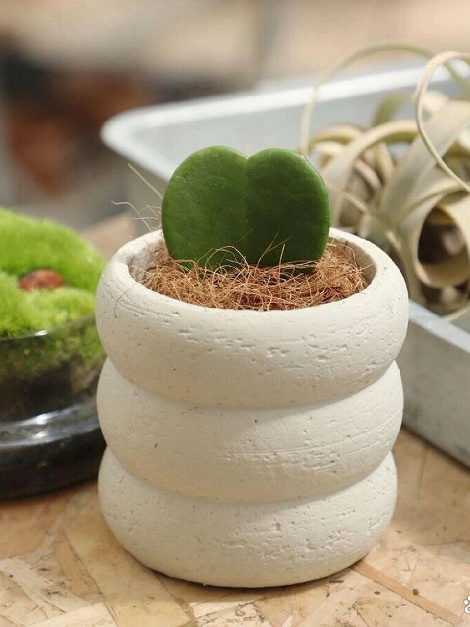 每天认识一种绿植:"心心相印"心叶球兰名称:心叶球兰  别名:情人球兰