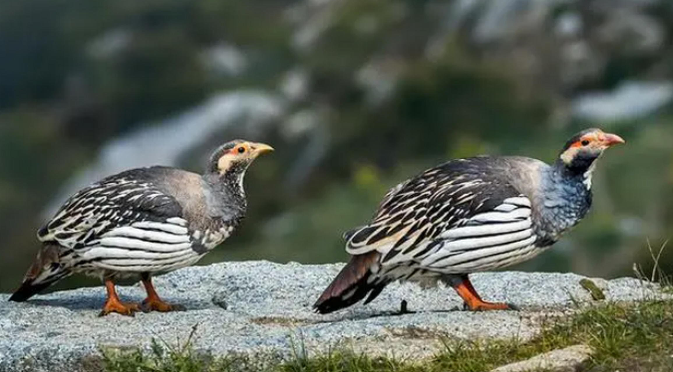 优质短图文计划#  今天要给大家介绍的是中国五大