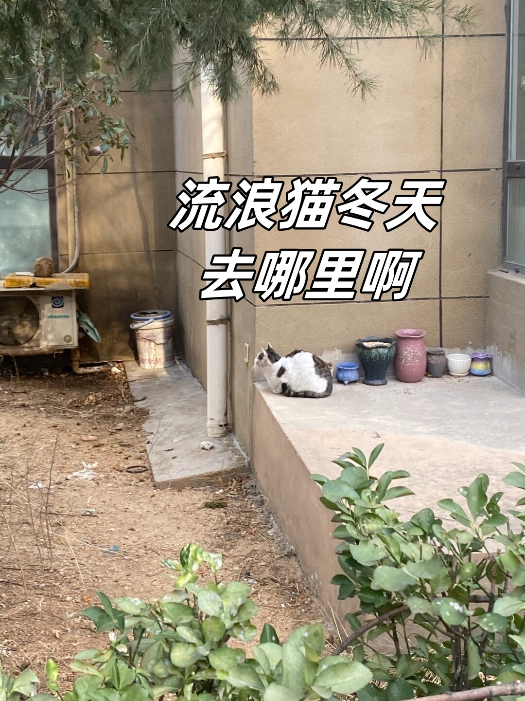 这只小猫的警惕性非常高,我一伸手它就跑掉了