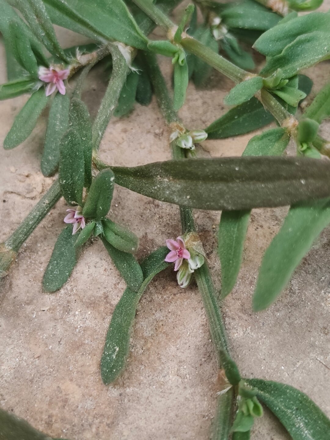 每天认识一种植物—习见扁蓄  学名:polygonum plebeium r br