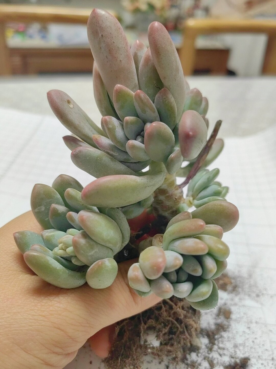 每天认识一款多肉 灯美人  灯美人,所属景天科植物家族,形态特征独特.