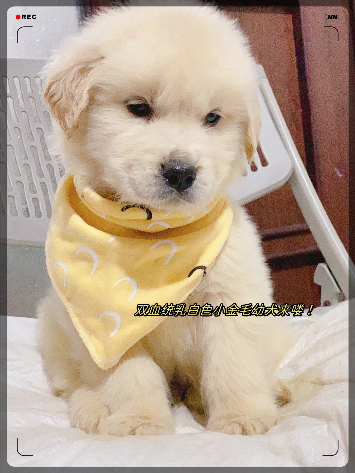 双血统乳白色小金毛幼犬来喽!