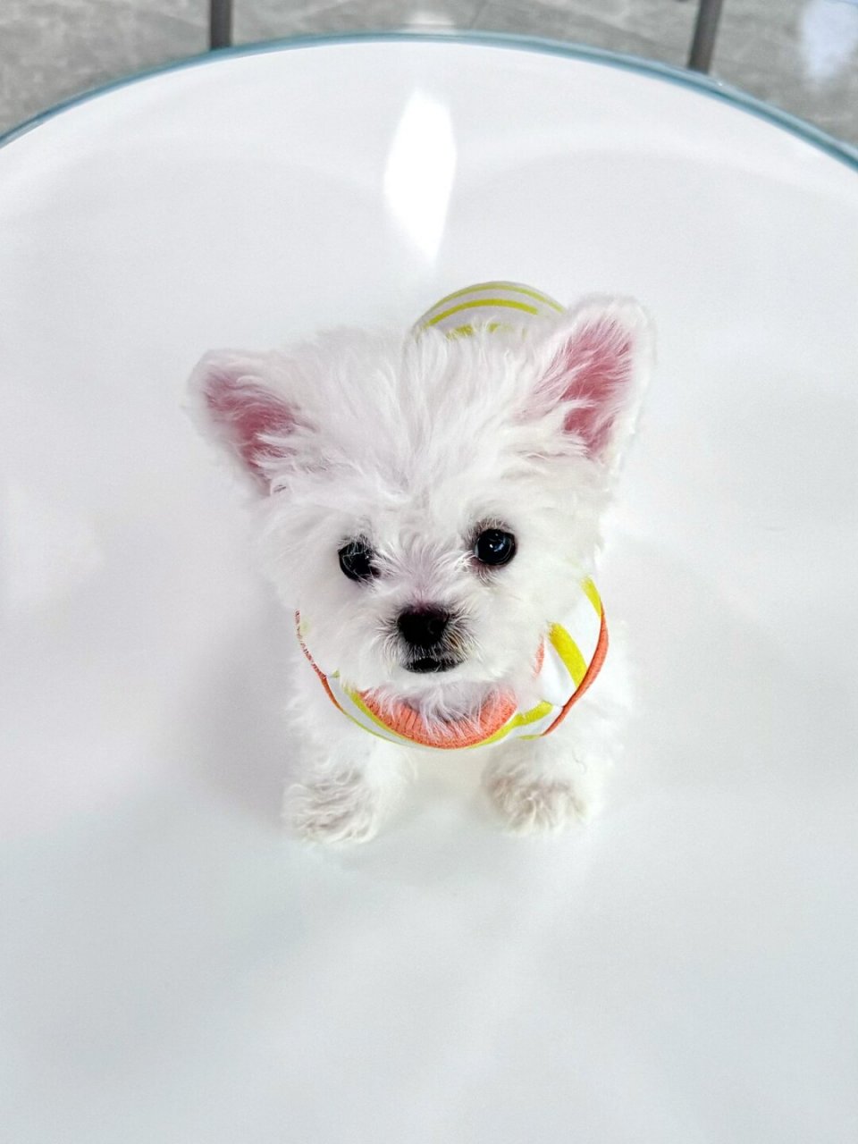 韩系小体自然飞耳比熊98|可爱又不是我的错～  奶呼呼的小可爱,拥有