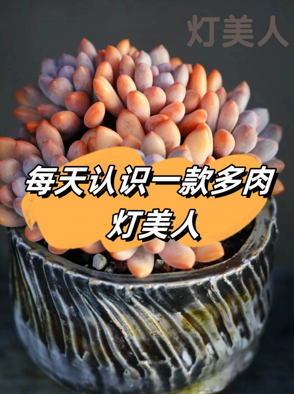 每天认识一款多肉 灯美人  灯美人,所属景天科植物家族,形态特征独特.