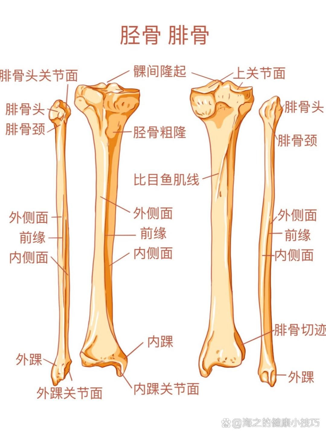 股骨是人体中最长且最坚固的长骨