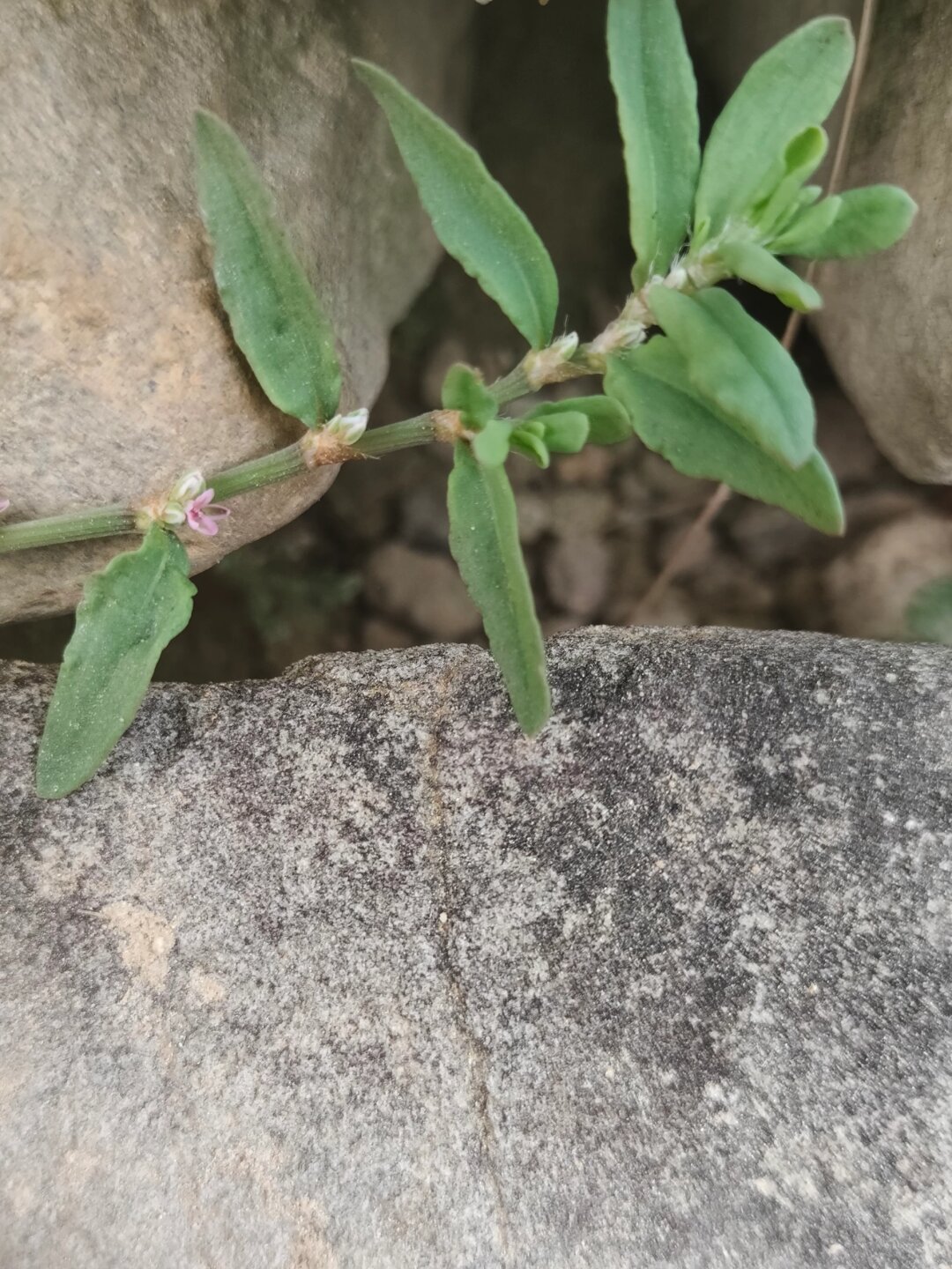 每天认识一种植物—习见扁蓄  学名:polygonum plebeium r br