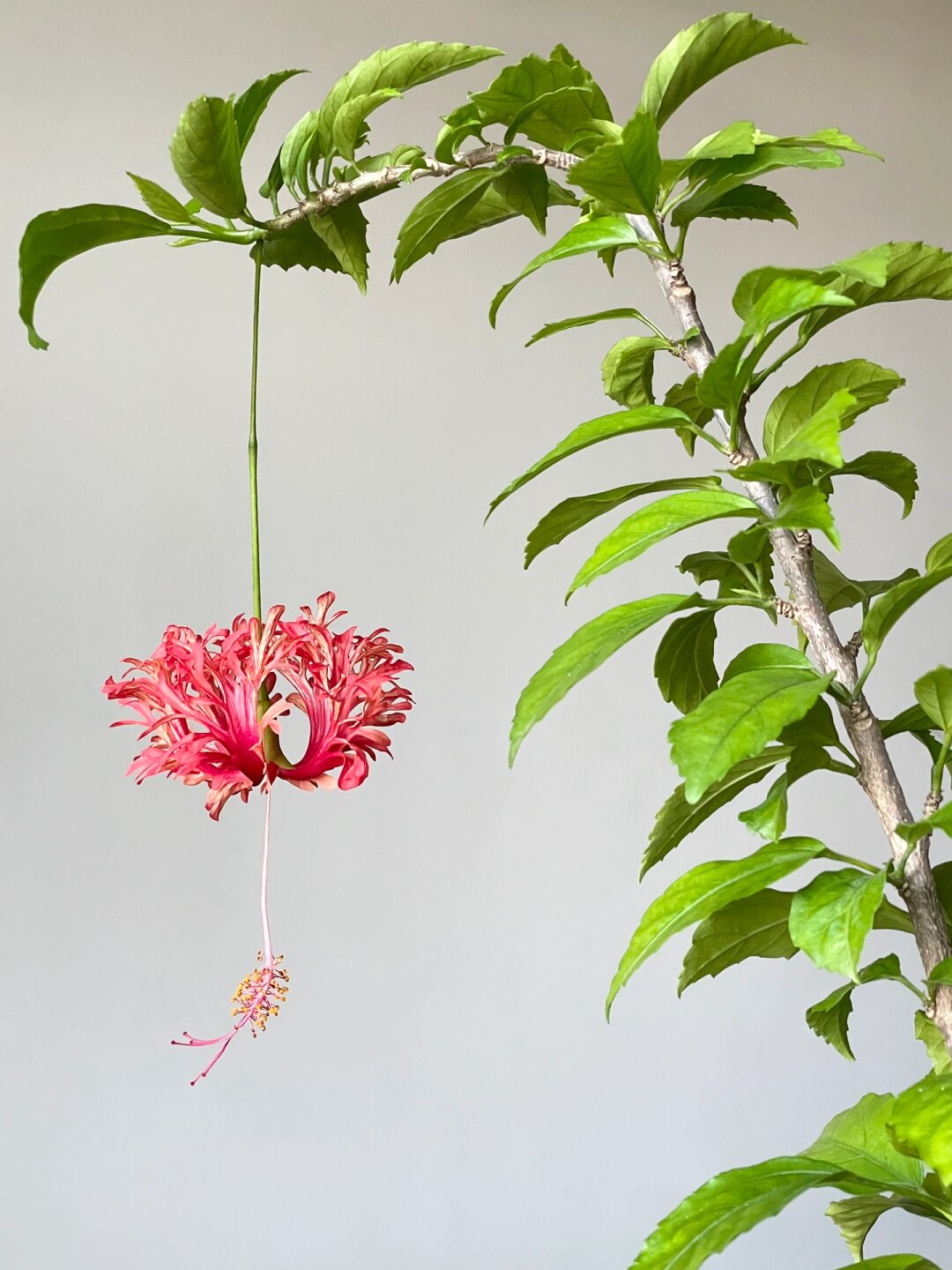 天呐,一觉醒来神仙花开了  我的超华丽吊灯扶桑!今早绽放了!