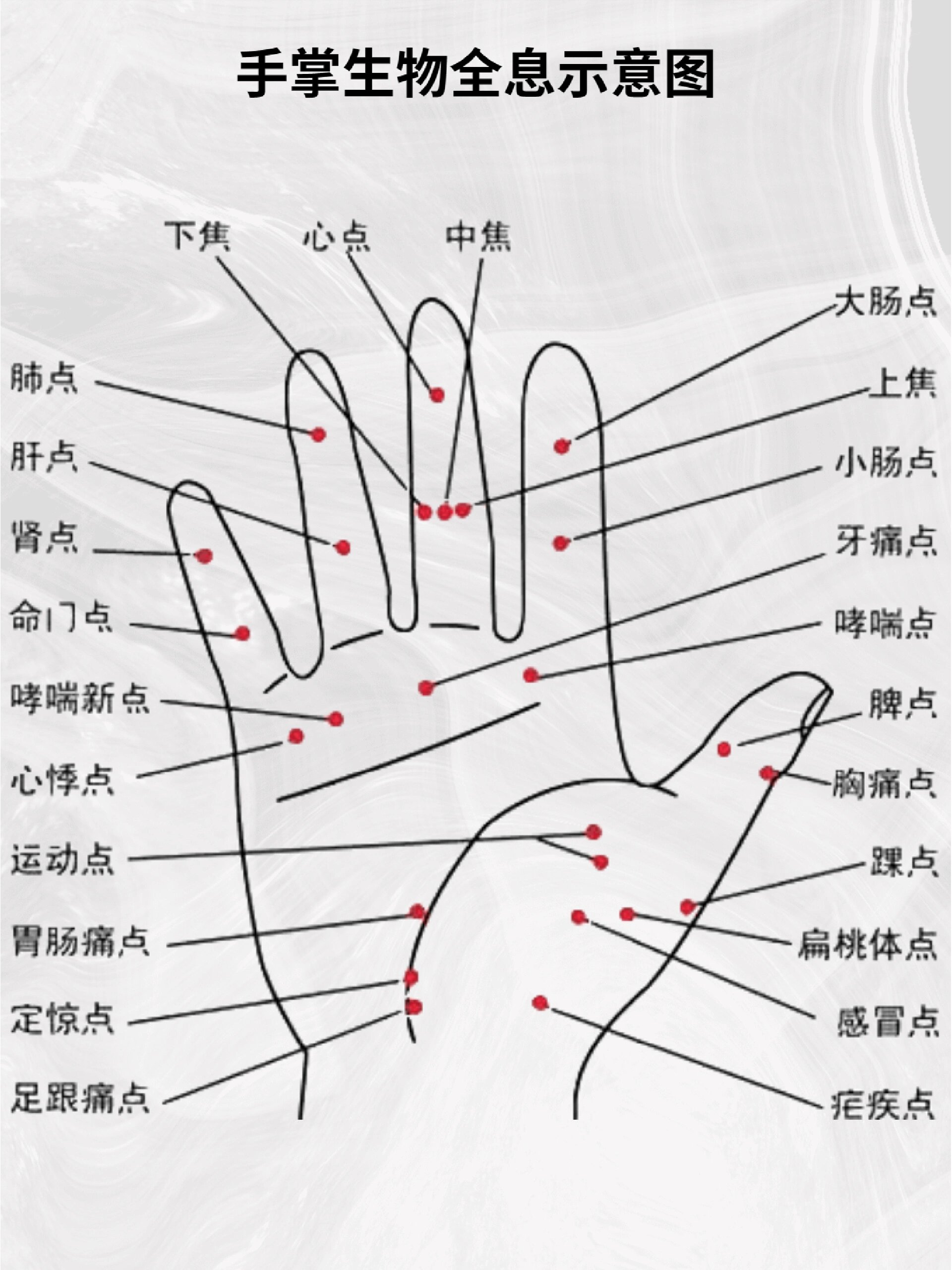 手背生物全息示意图