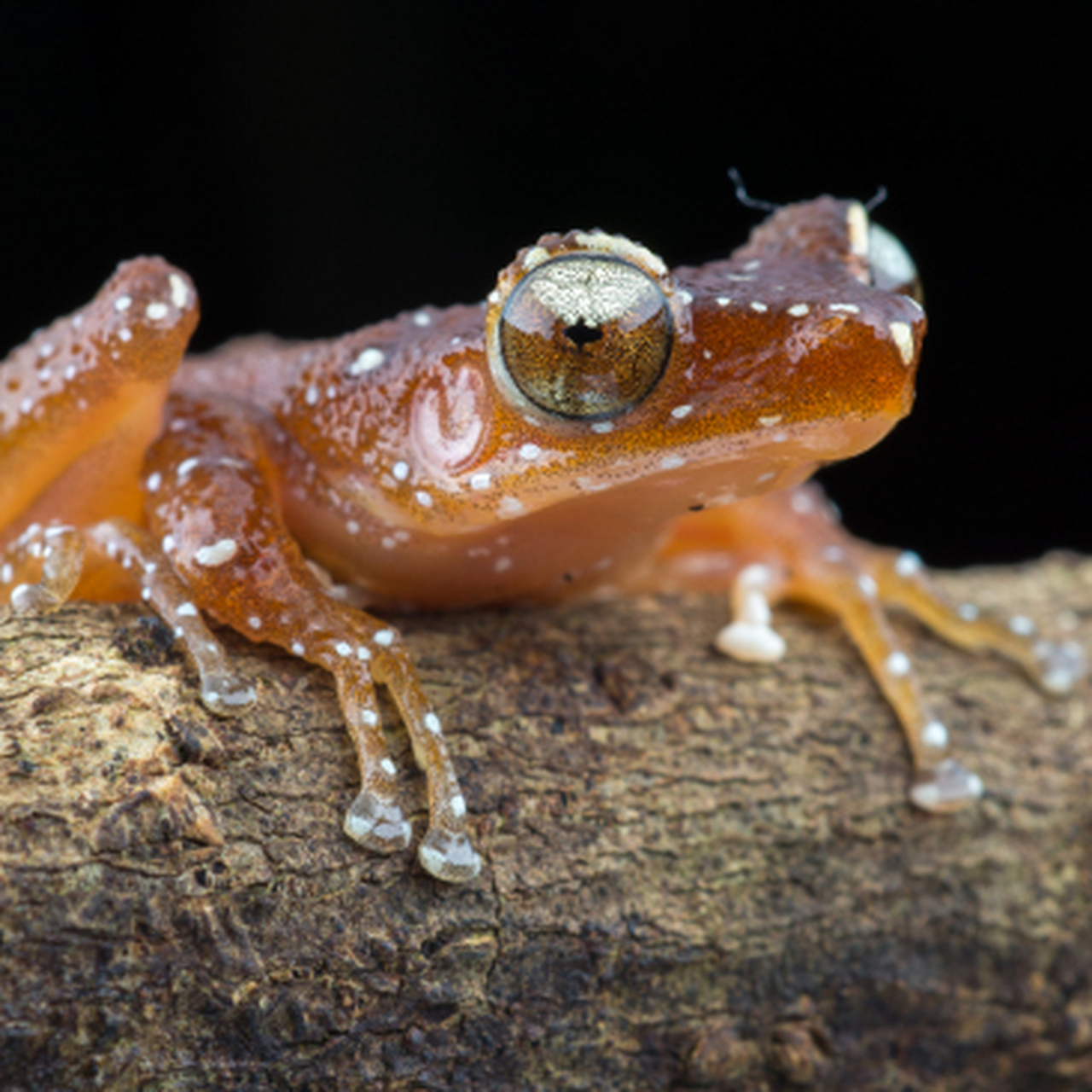 优质短图文计划# 04草原上的小精灵——蒙古裸腹溞的奇妙生活