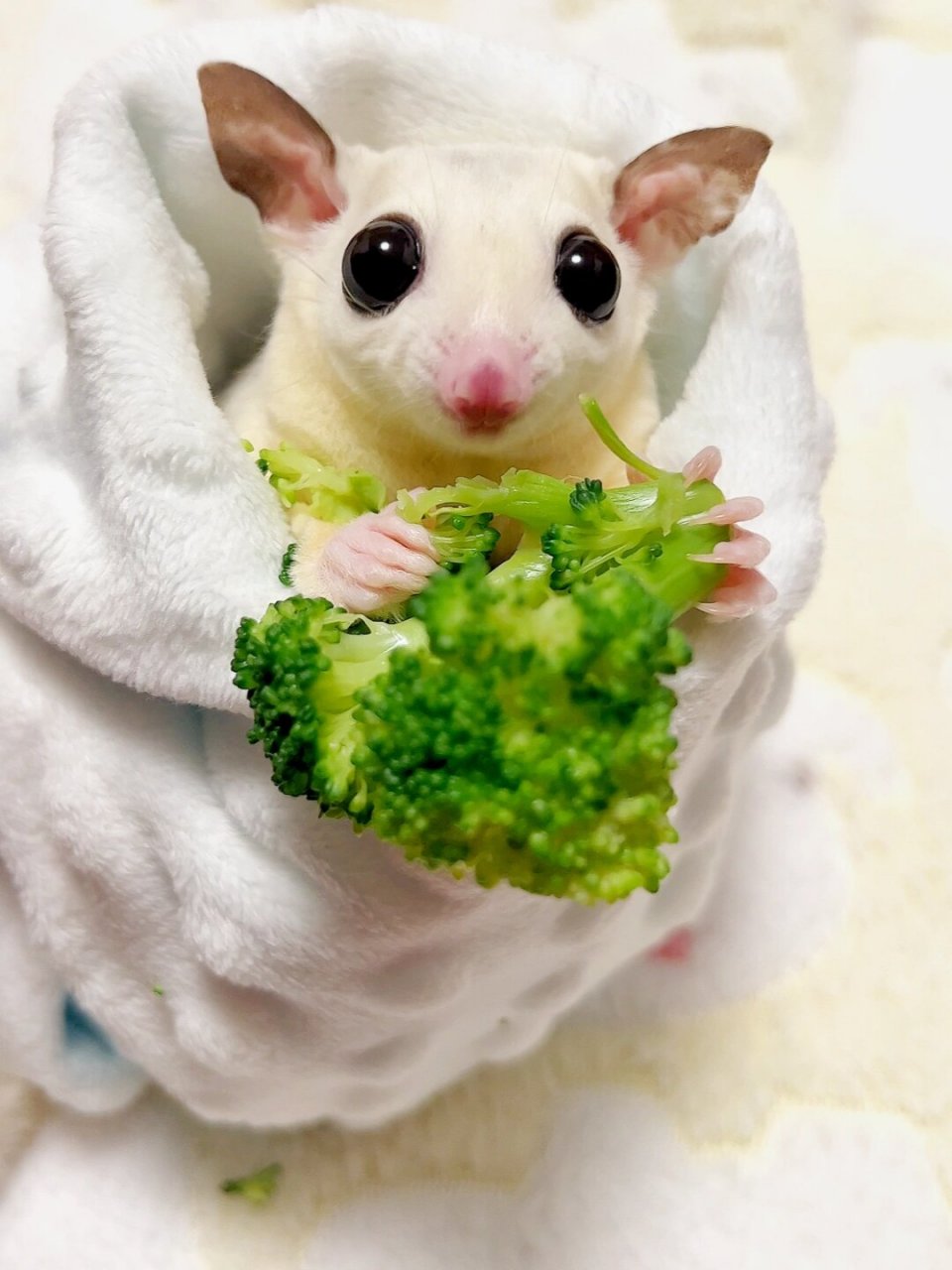 做错这4件事 对蜜袋鼯可能致命  蜜袋鼯,这种夜行性飞行哺乳动物,原产