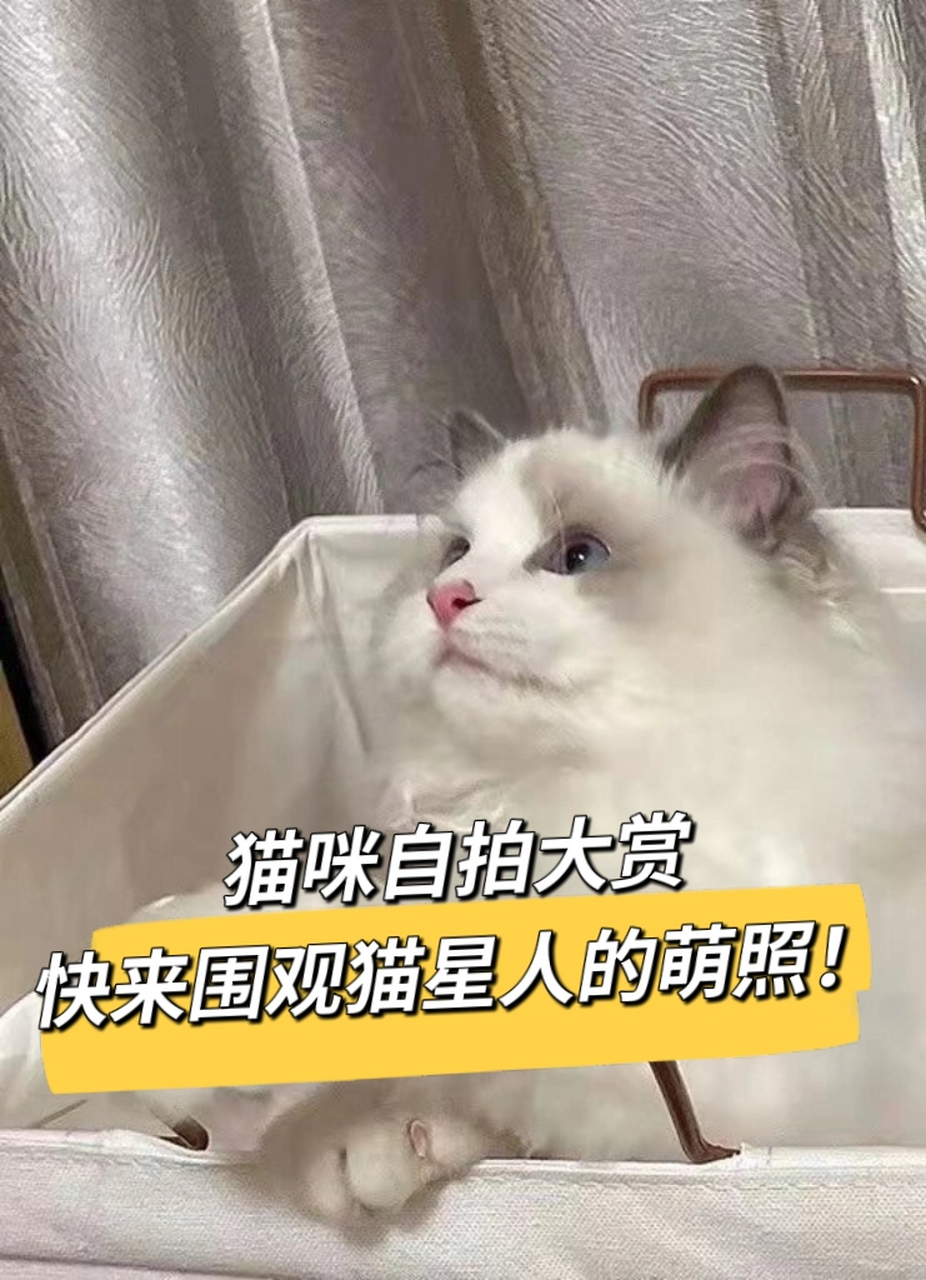 猫咪自拍大赏,快来围观喵星人的萌照!