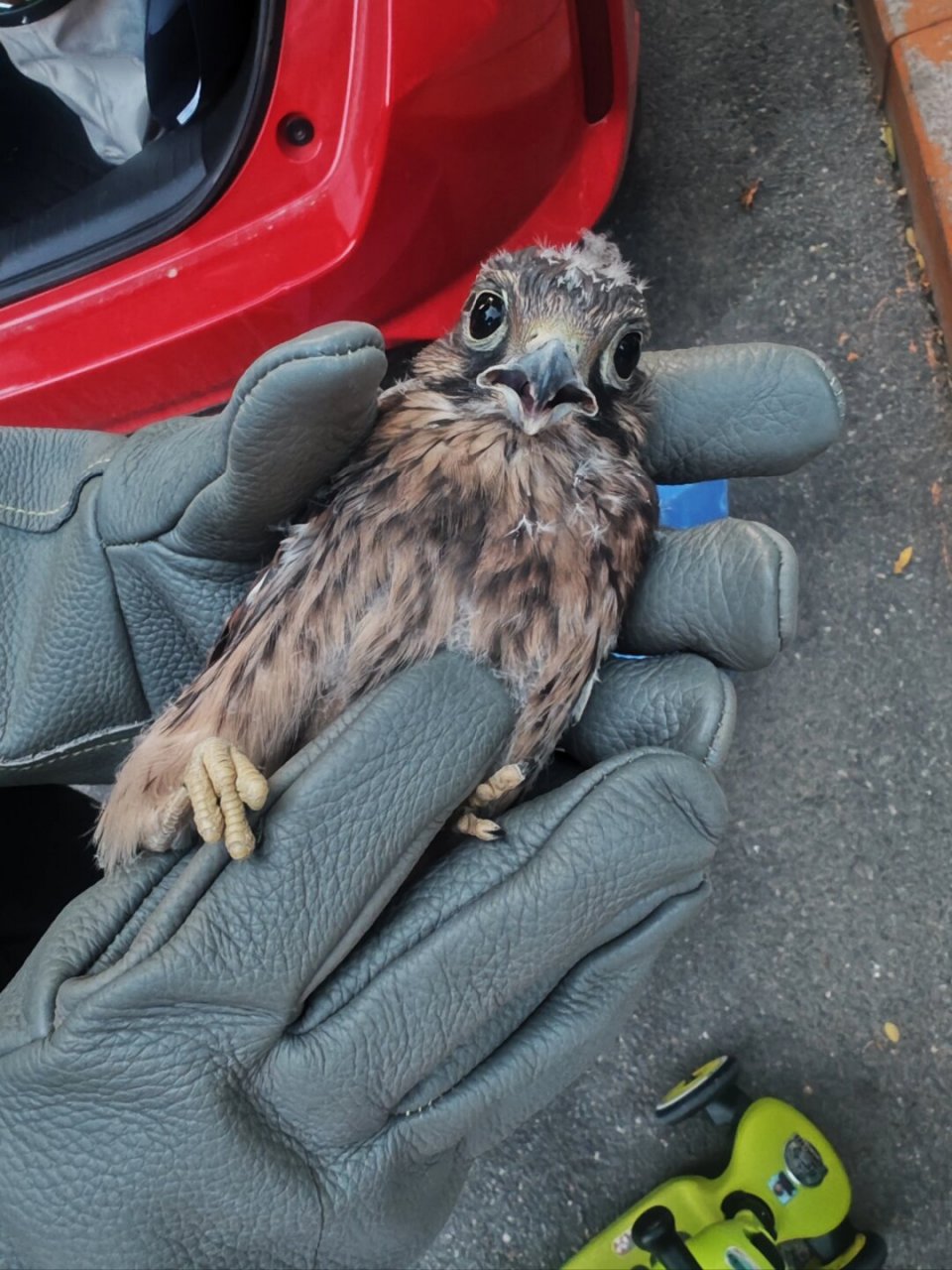 保护野生动物人人有责-红鹰隼  近期,有些市民可能注意到小鹰隼在练习