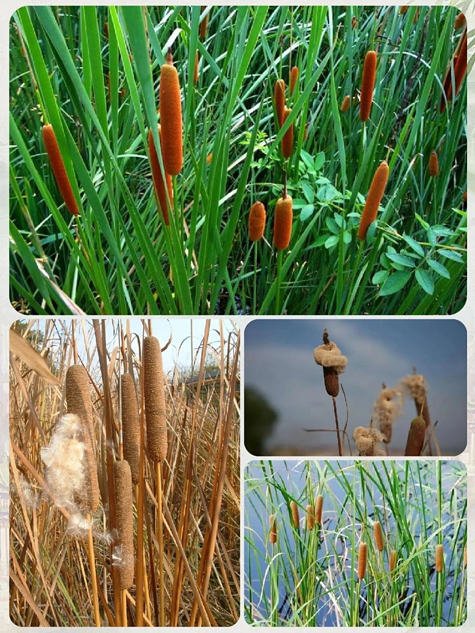 在《植物大战僵尸》这款经典游戏中,猫尾草这一角色的设计灵感来源