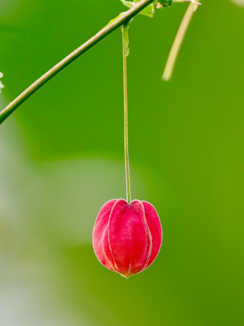 植物图鉴|大红灯笼高高挂  红萼苘麻:热带之花,温带之友  红萼苘麻,学