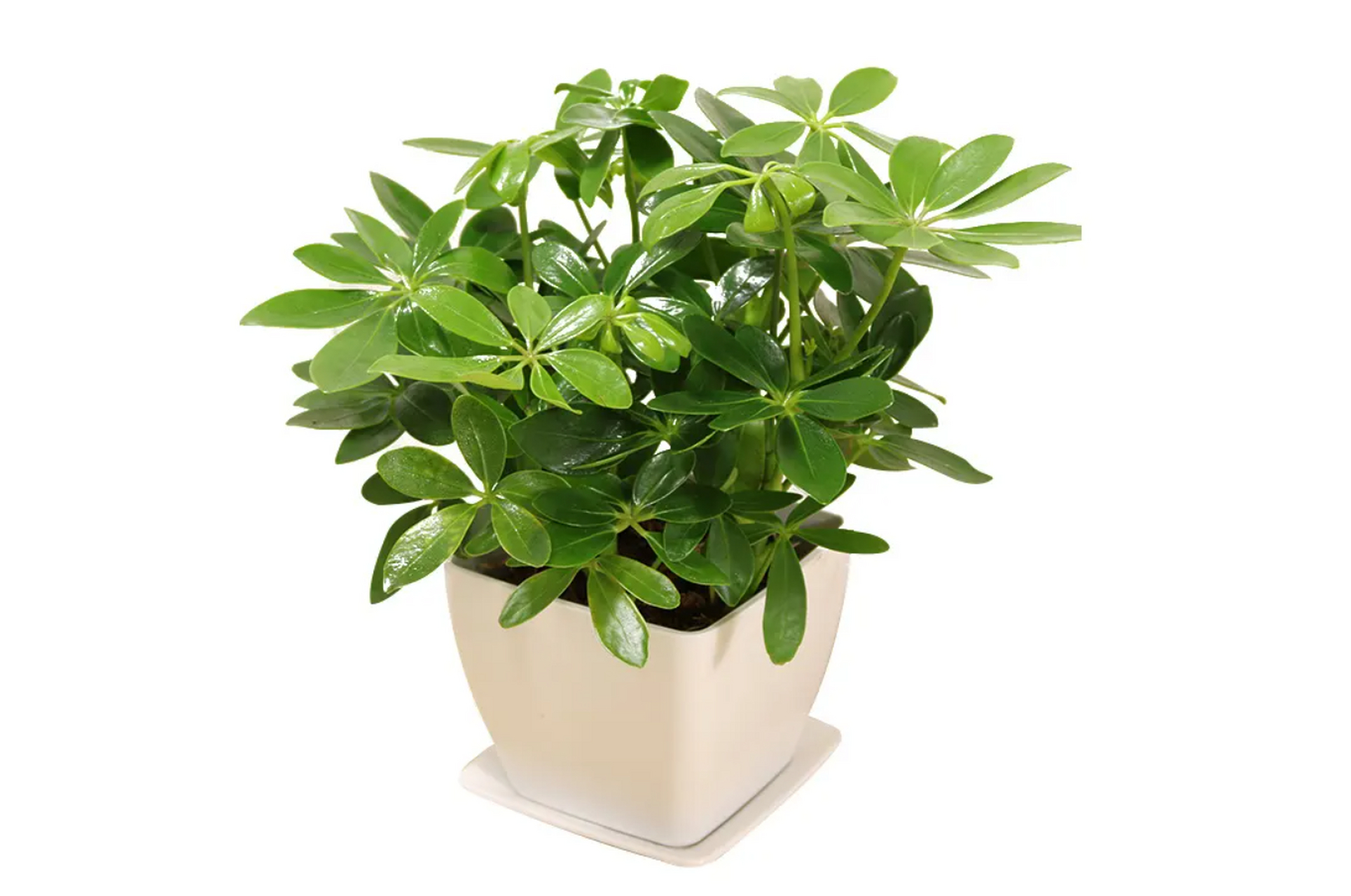 鹅掌柴需高肥水,选氮为主的复合肥.每月1次施肥,注意勿烧伤植物.