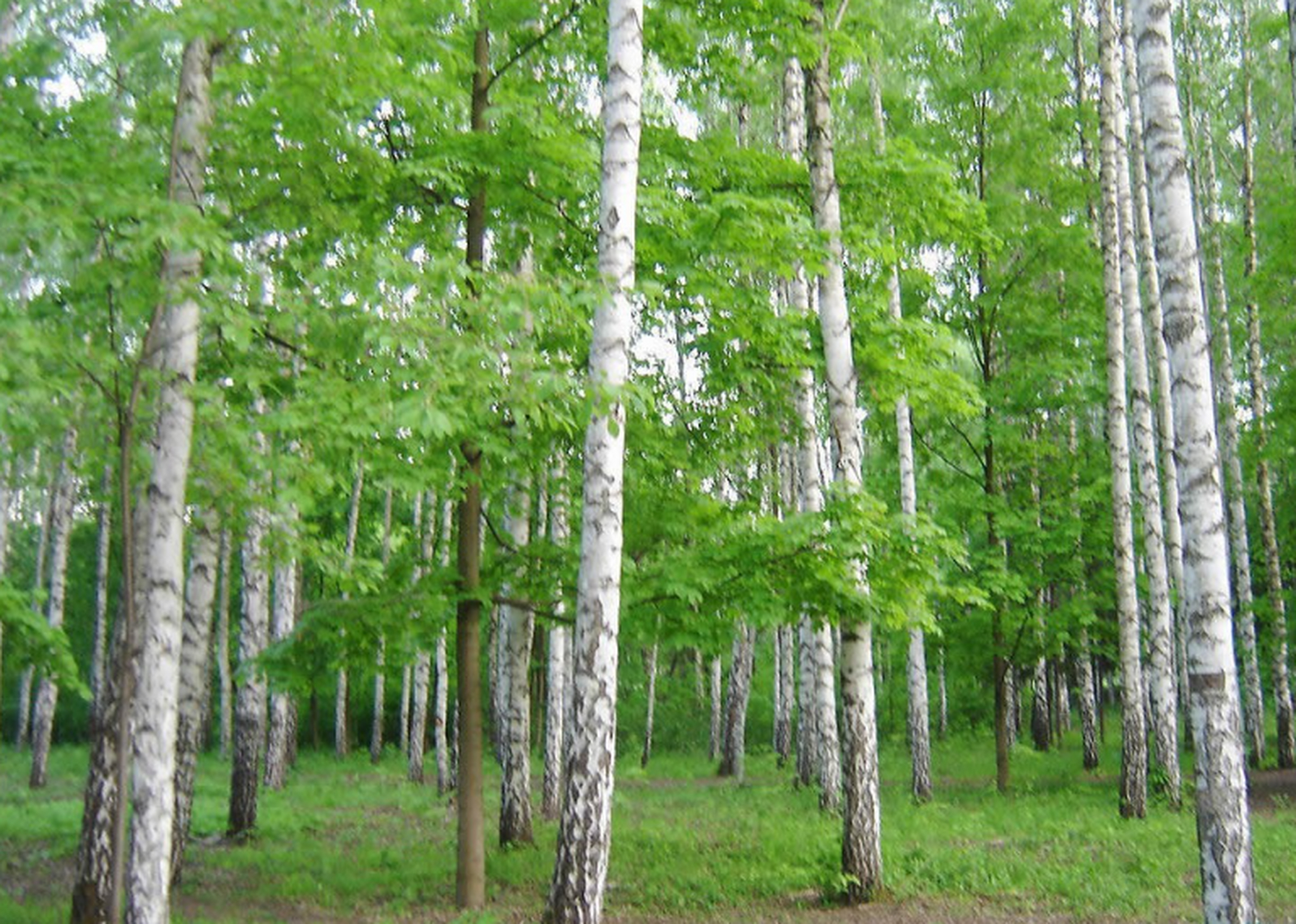 宜昌位于湖北省,拥有多种优质的家具木材,包括松木,桦木,樟木和柏木.
