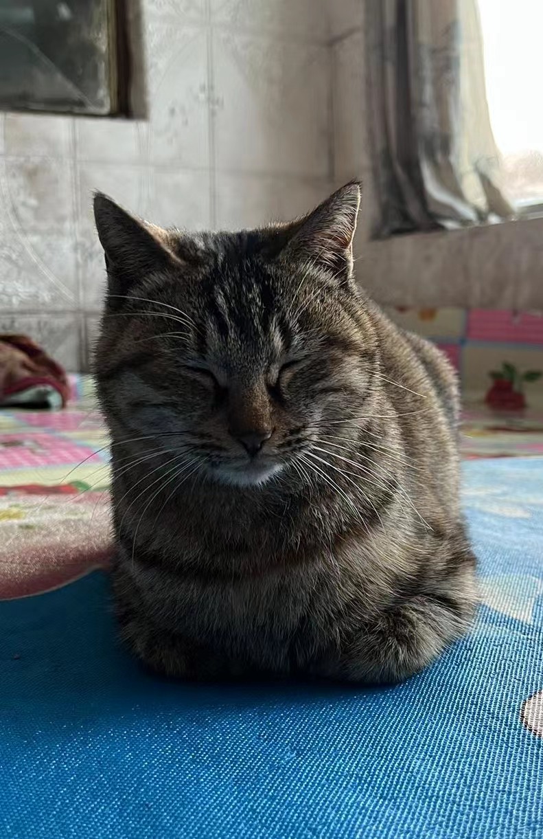 每天认识一种猫——狸花猫