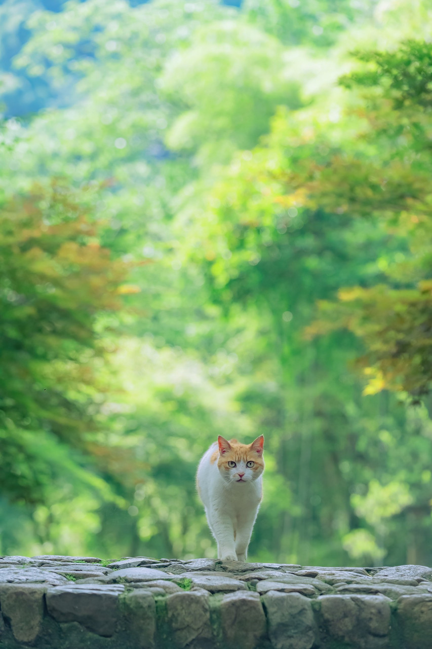 猫咪手机壁纸绿色图片