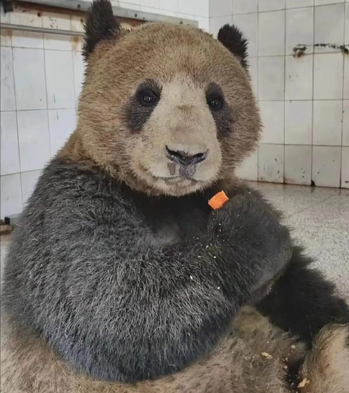 大熊猫佳阳, 奥式煤矿集团的优秀员工, 整个身体都是黑黝黝的, 只有嘴