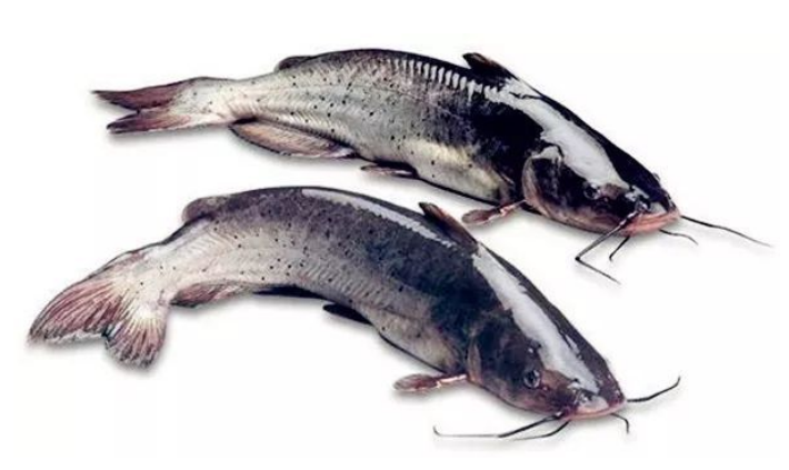 梭边鱼钳鱼怎么做好吃