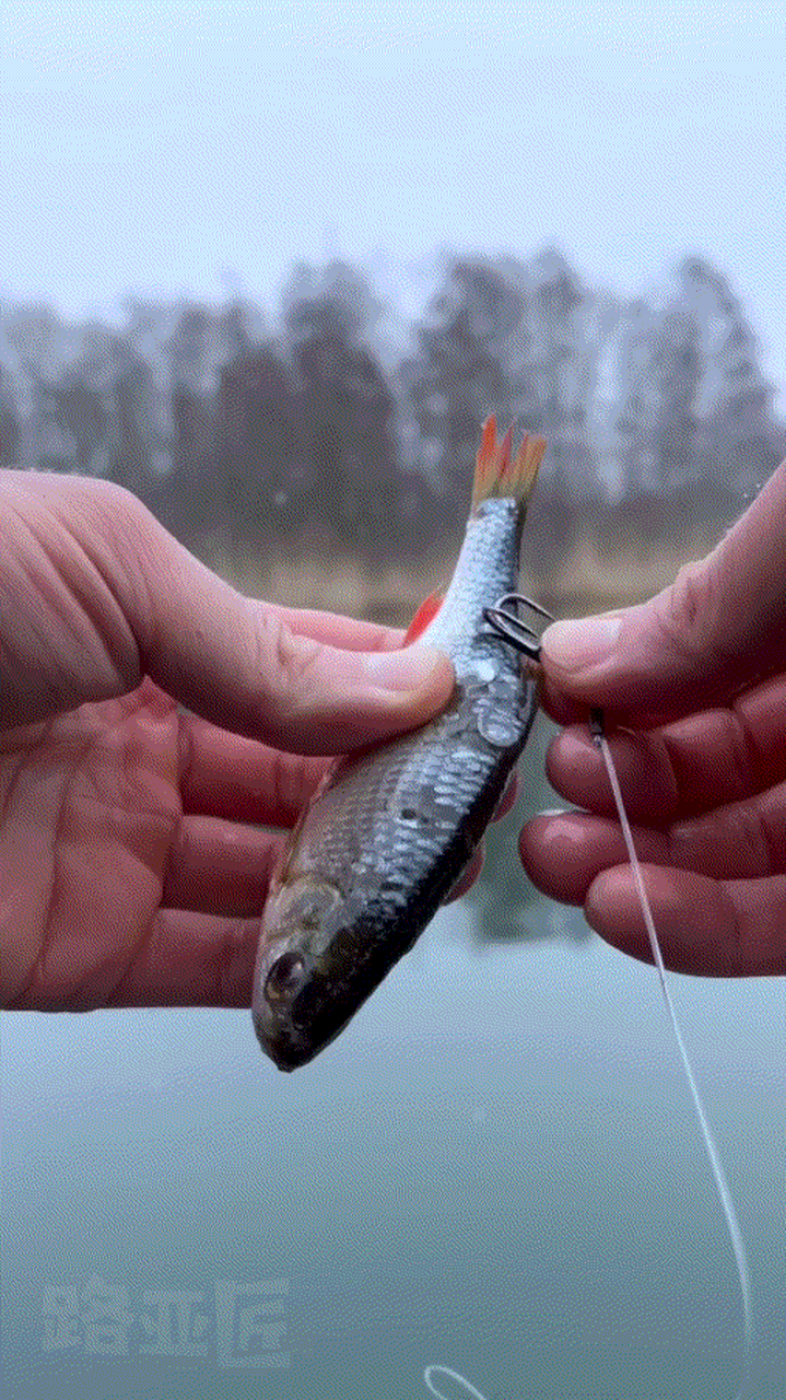 原来狗鱼的钓组这么简单#钓鱼# #路亚匠# #斑马狗头鱼