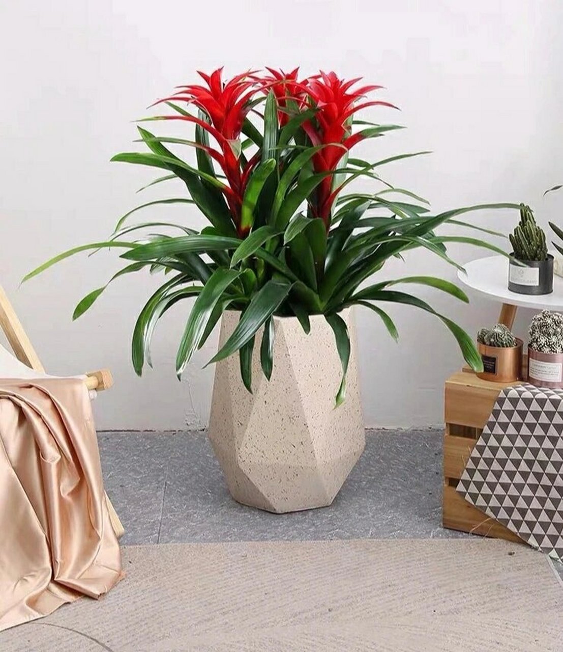 凤梨花养护指南,文字有点长,看不完的先点赞收藏