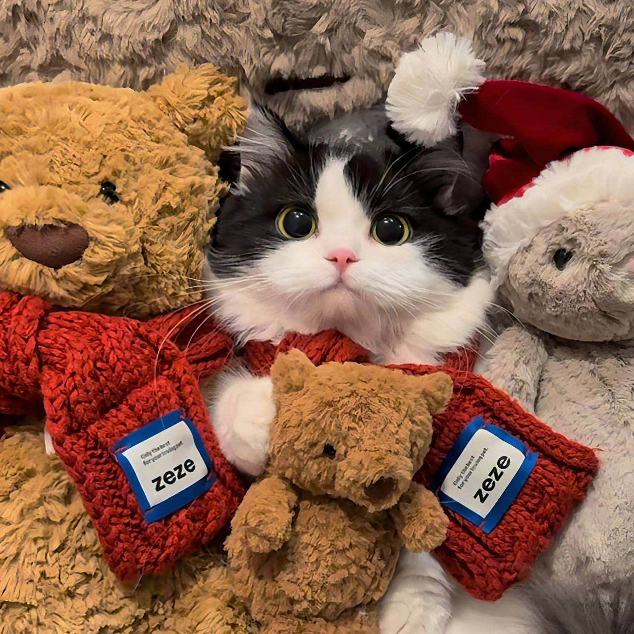 地球没有猫猫就会不转吗,没错的!