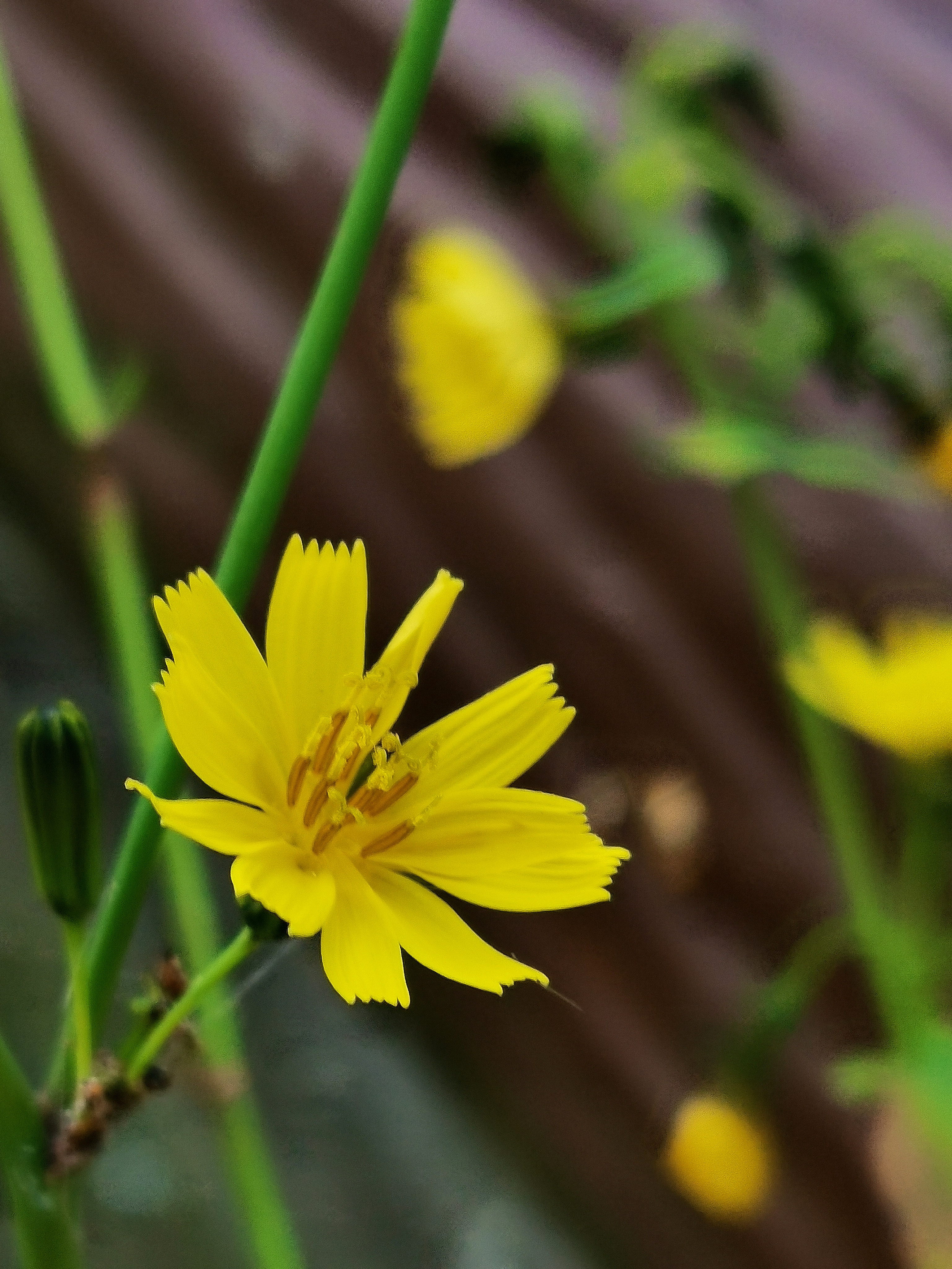 黄鹌菜花色图片