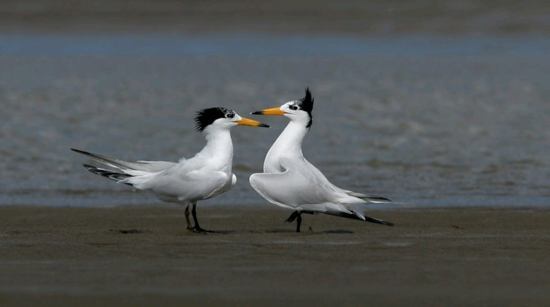 跨年创作挑战赛# 中华凤头燕鸥别名黑嘴端凤头燕鸥,我国一级保护段镲