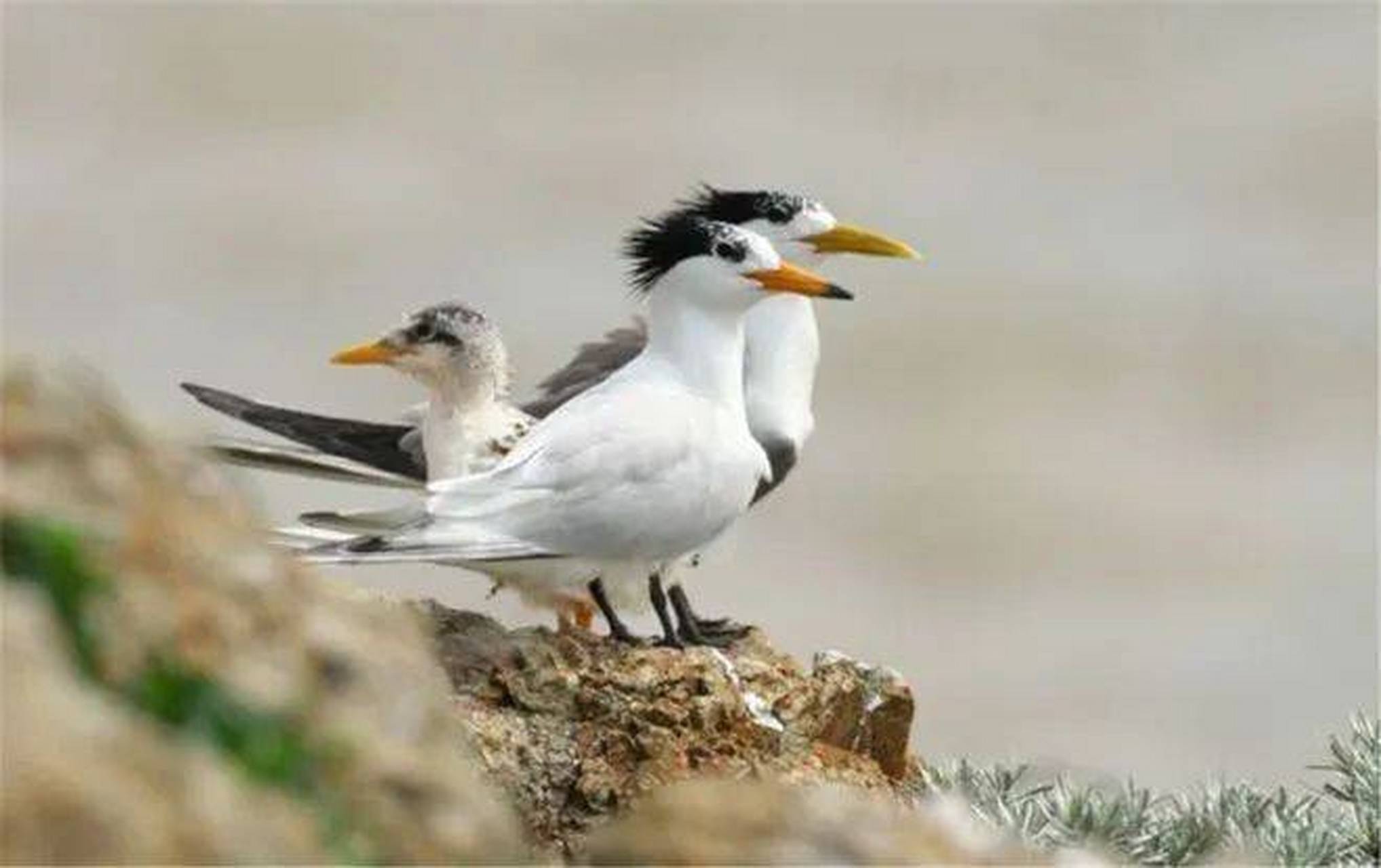 跨年创作挑战赛# 中华凤头燕鸥别名黑嘴端凤头燕鸥,我国一级保护段镲