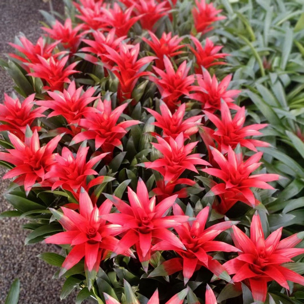 🌺凤梨花,鸿运当头,年宵花界的璀璨明星!