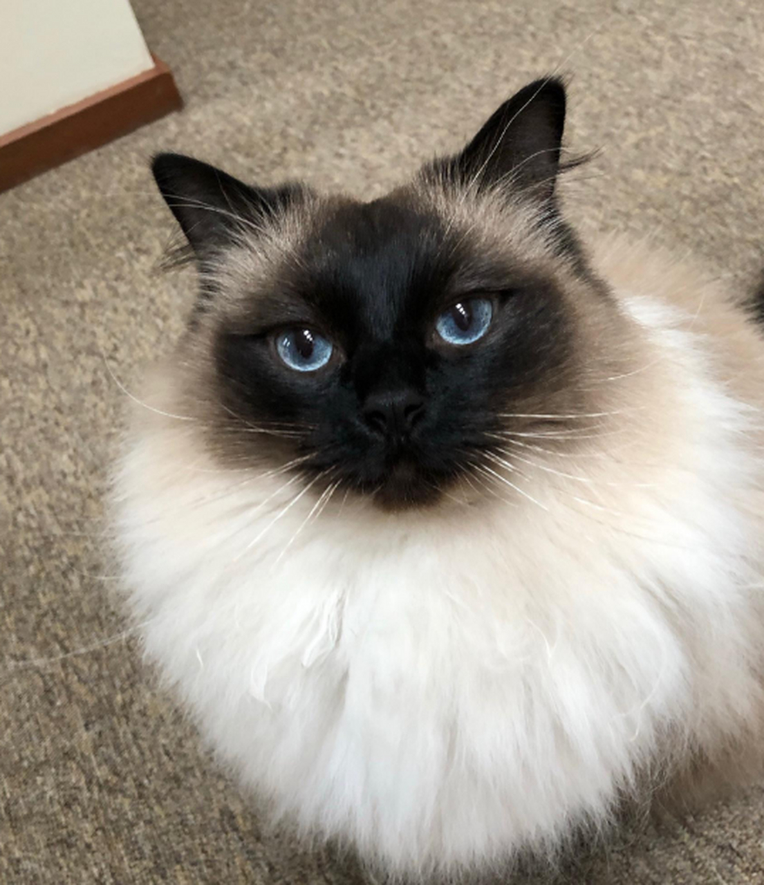 [原文:布偶和土猫杂交能长大吗?