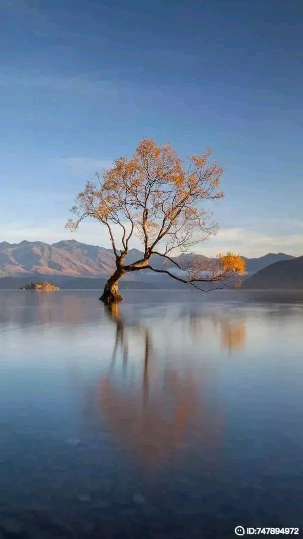 树图片 风景图片唯美图片