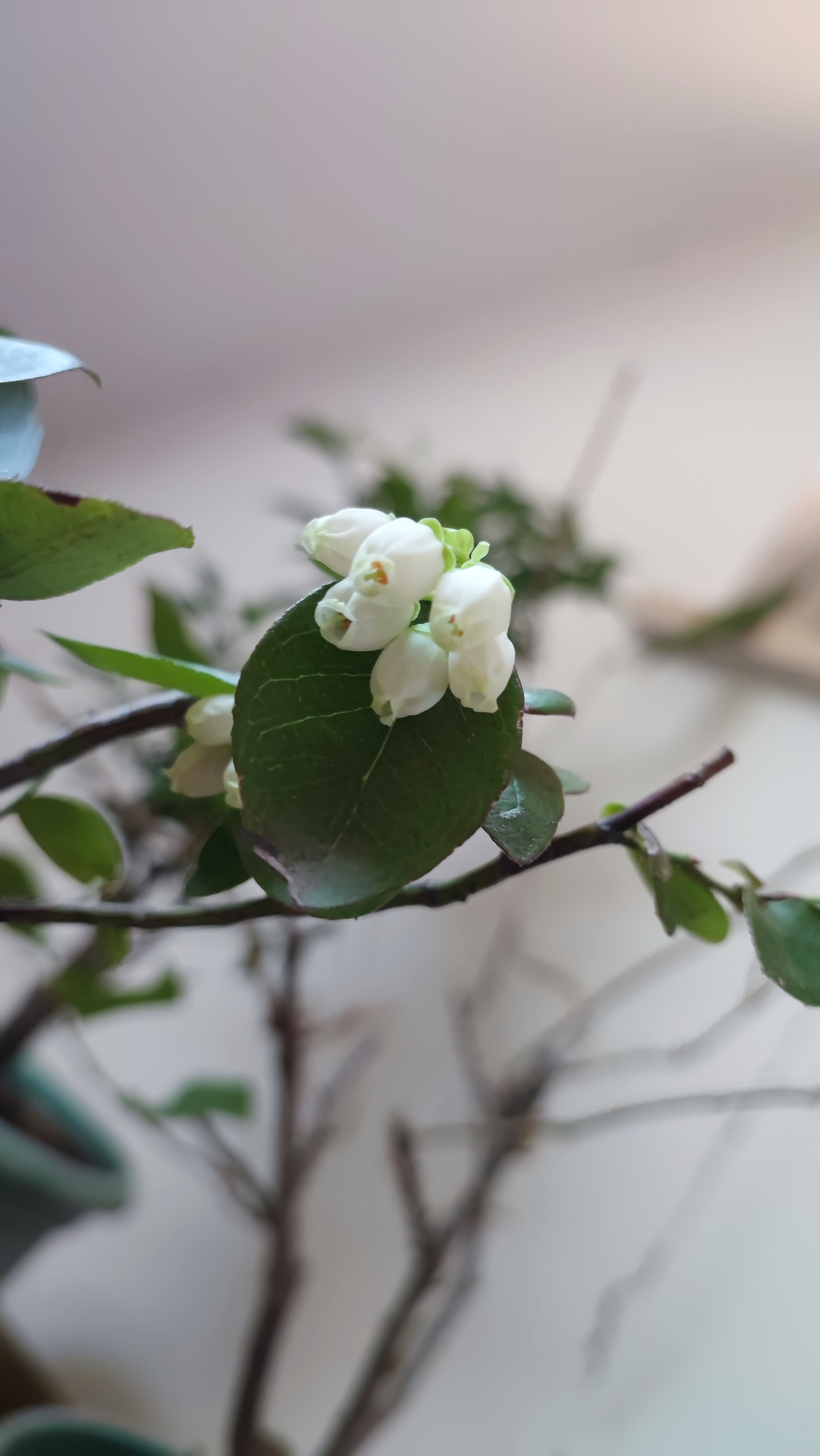 上阁楼浇花