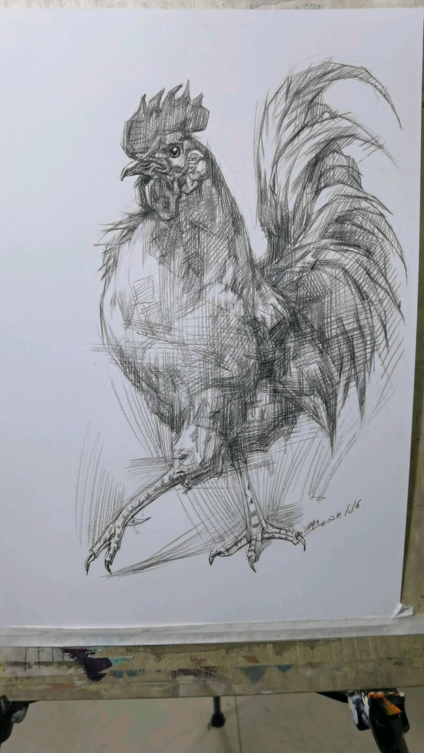 动物速写第108集,骄傲的小公鸡