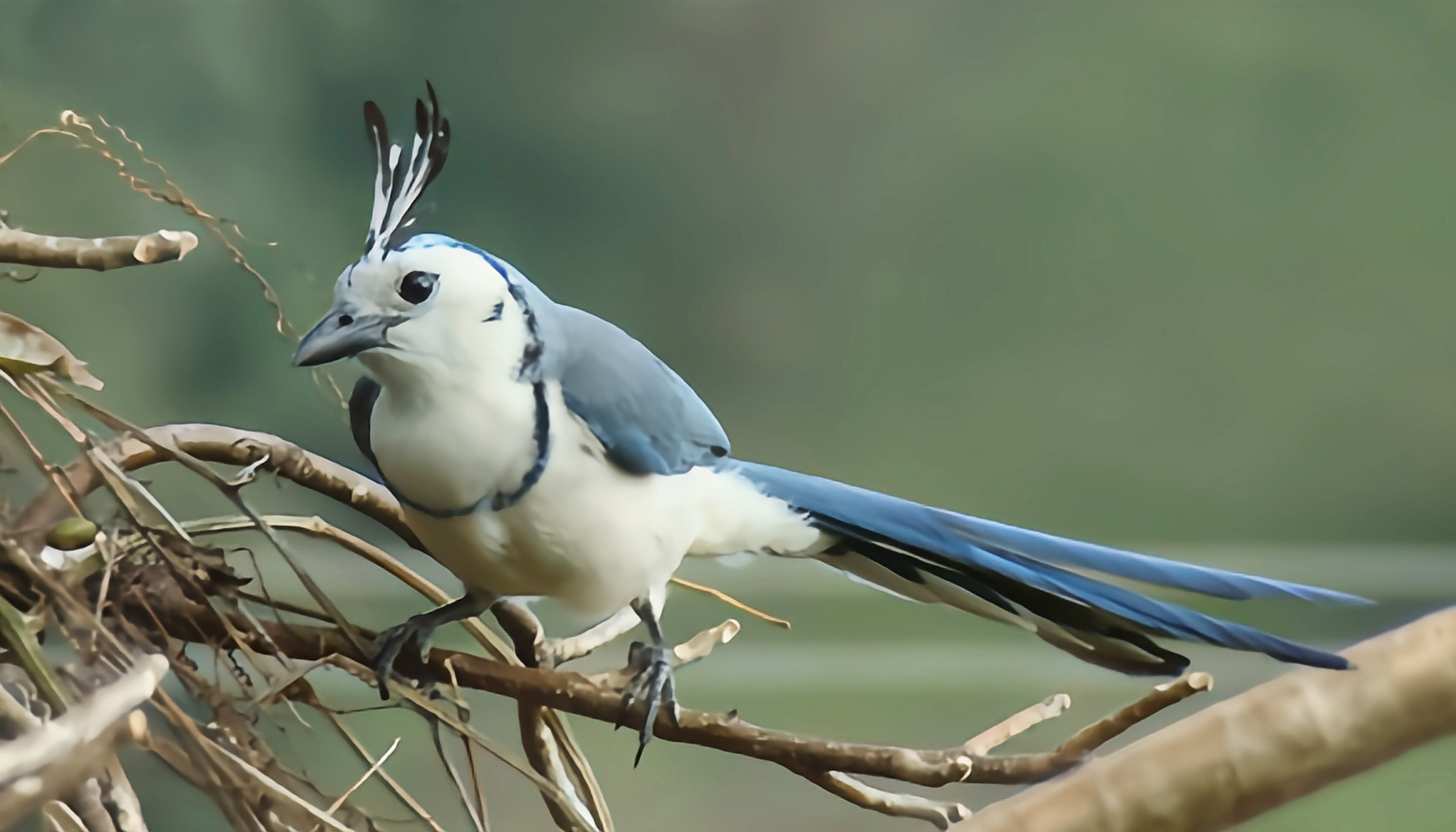 跨年创作挑战赛# 白喉鹊鸦别名有胸鹊鸟,共有3个亚种.