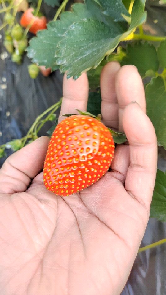 隋珠香野草莓苗,客户赞不绝口!