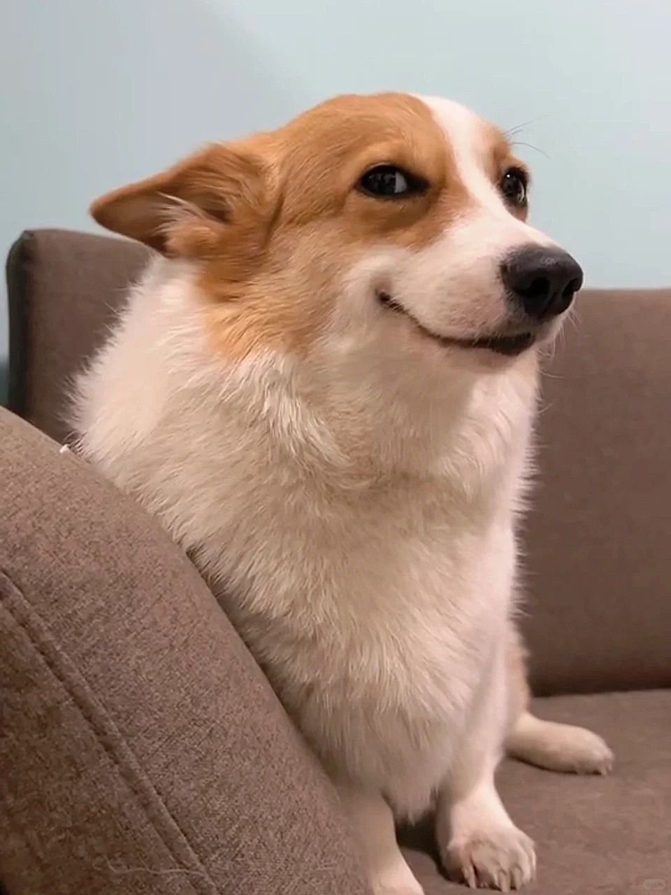 我家的柯基狗狗3岁了,1岁3个月时候就是呼吸出现倒吸那种,干咳,一吸