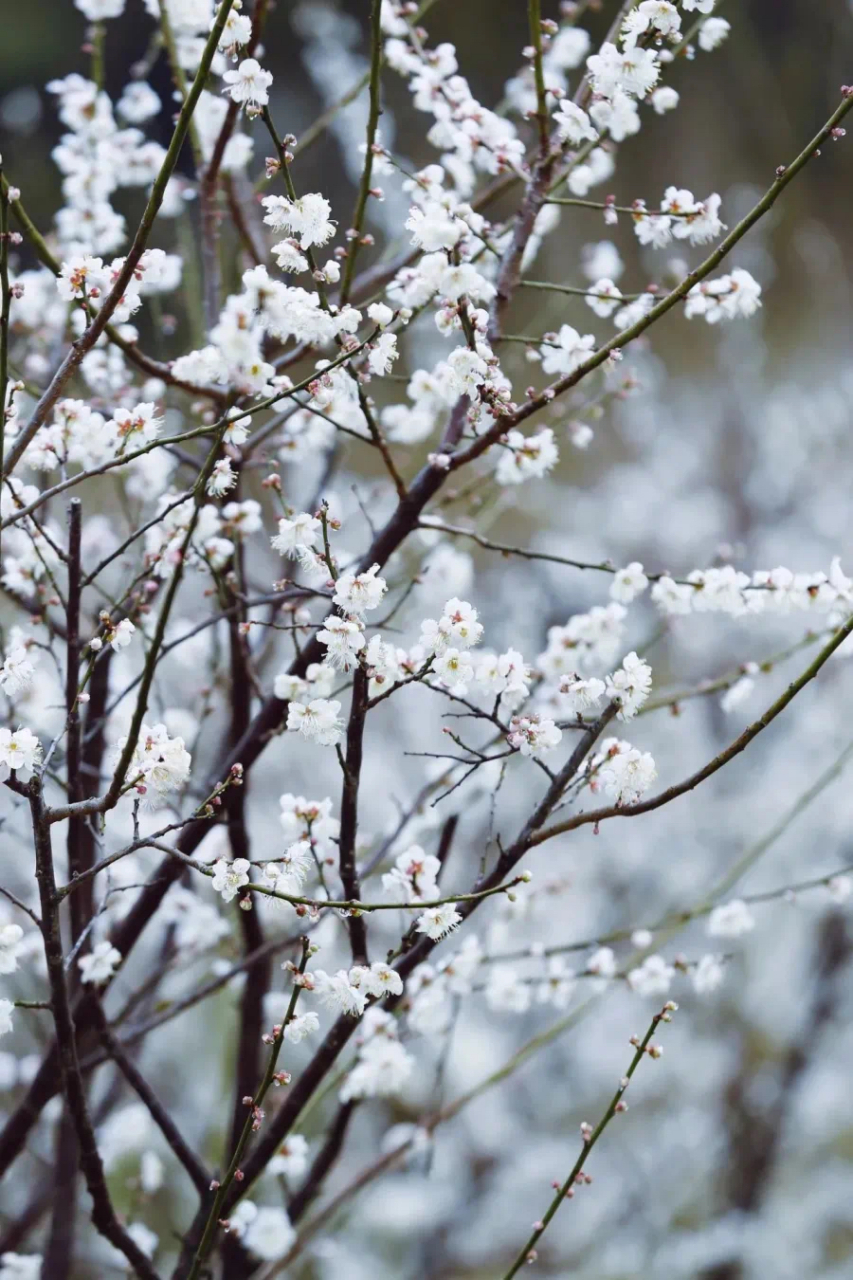 青梅花花语图片