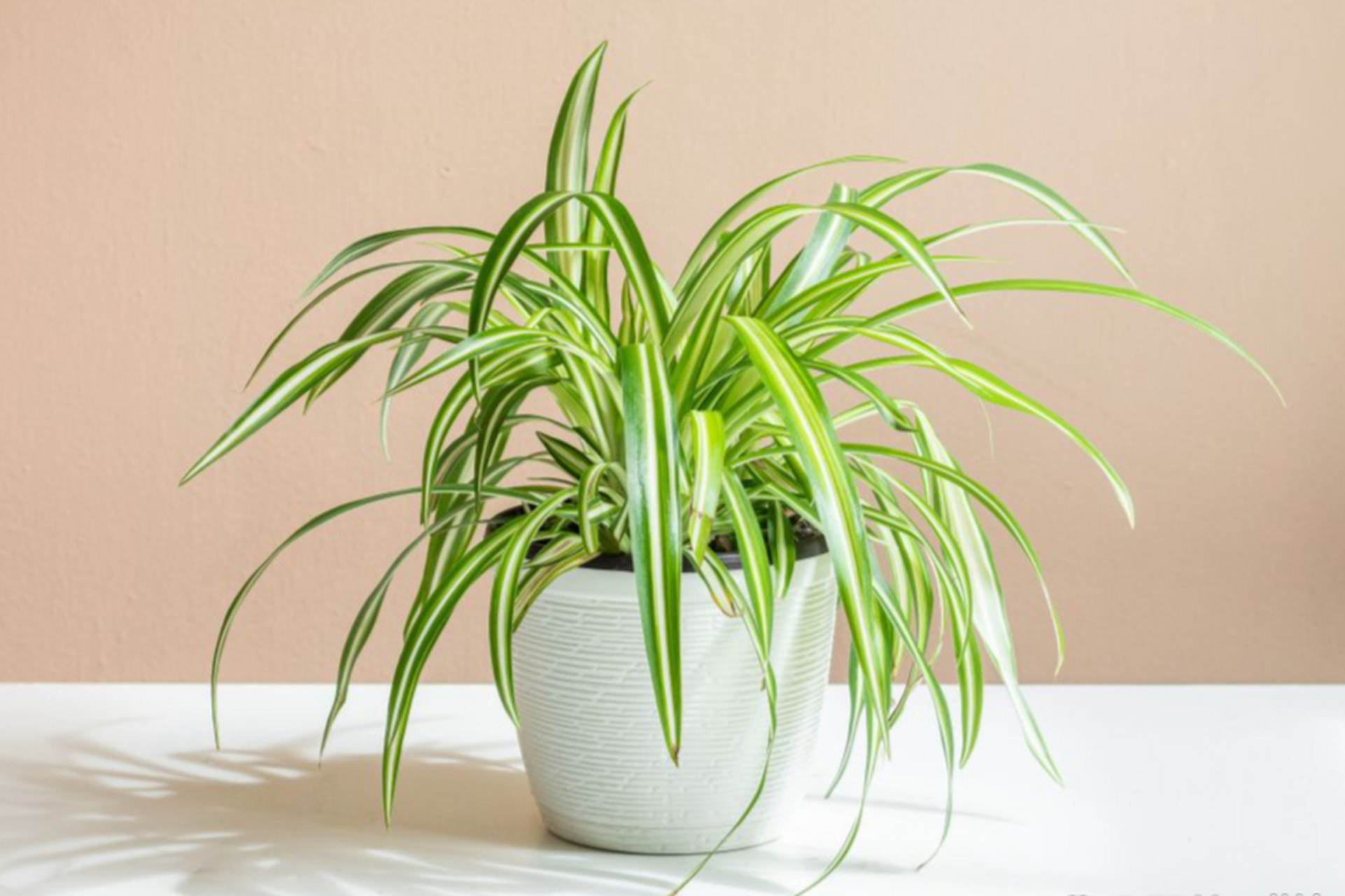 选择适合客厅的盆栽植物需考虑光照,空间,养护难度和美感.