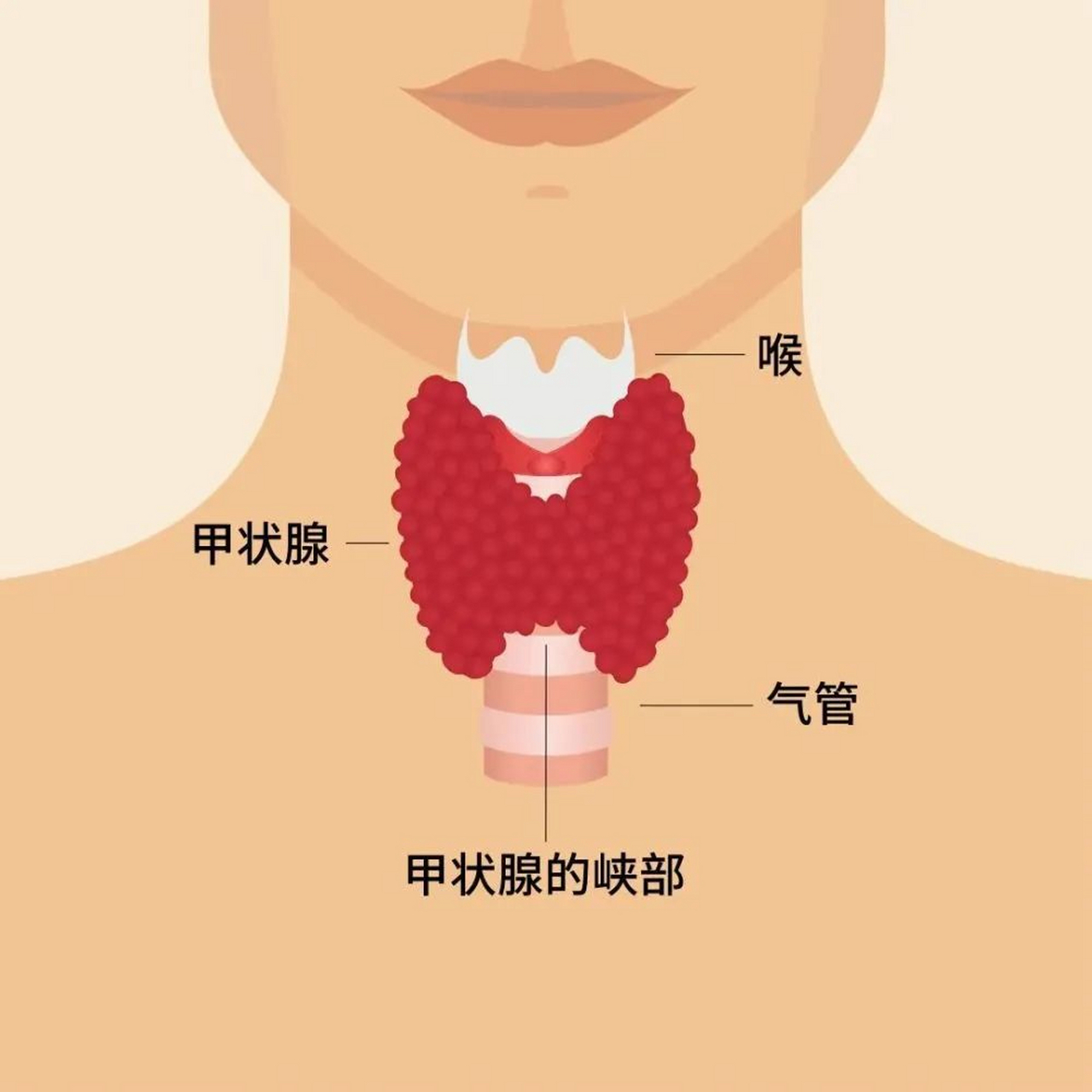 甲状腺淋巴位置图图片