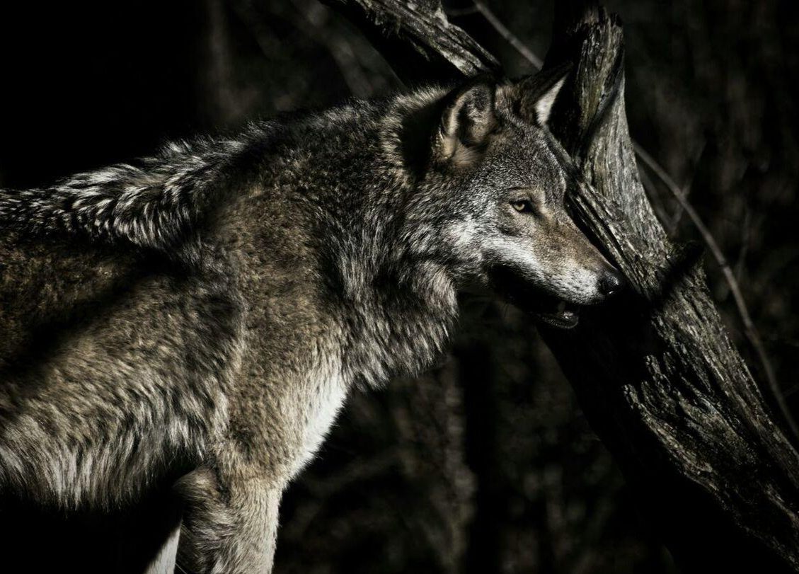 月夜,狼群把村屋包围,大家藏在院墙上围守,老猎人:别拦着它们