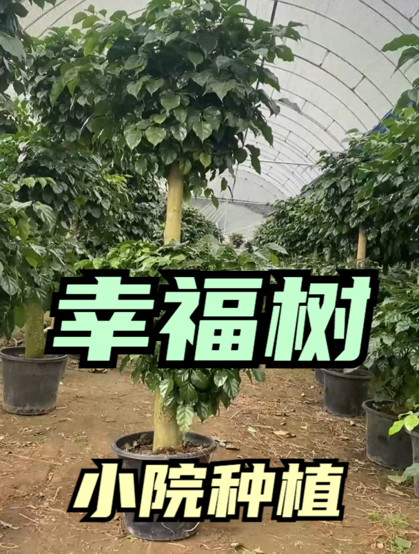 养幸福树,浇水别干透浇透,多做1个动作,长势旺,新芽多!