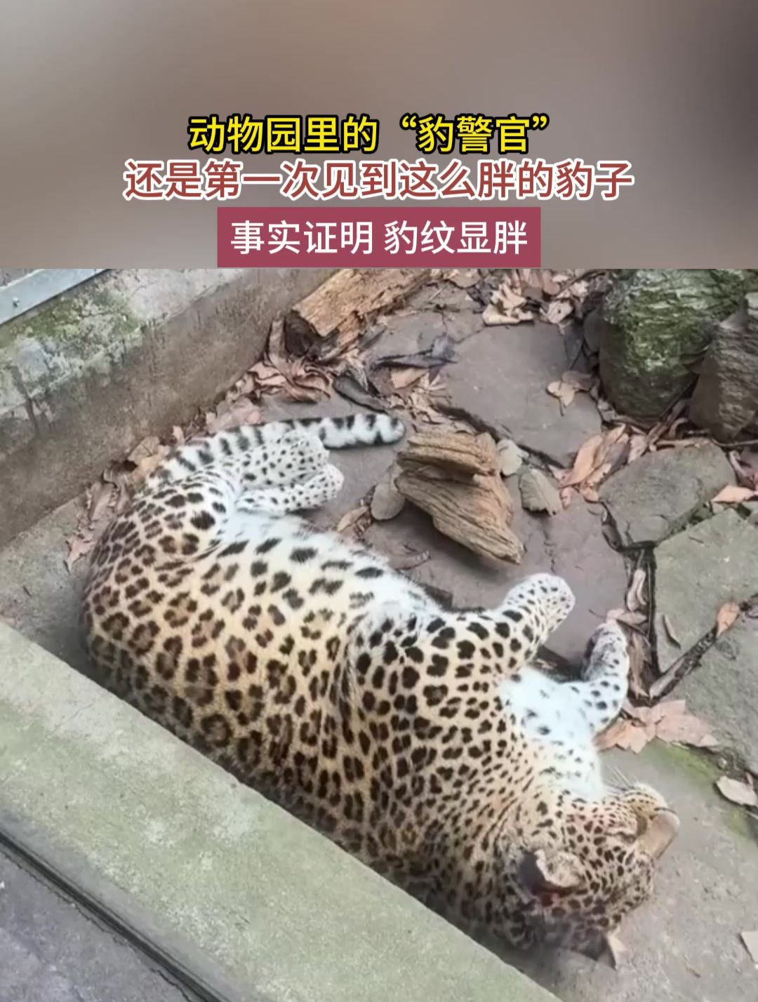 还是第一次见到这么胖的豹子,事实证明 豹纹显胖!