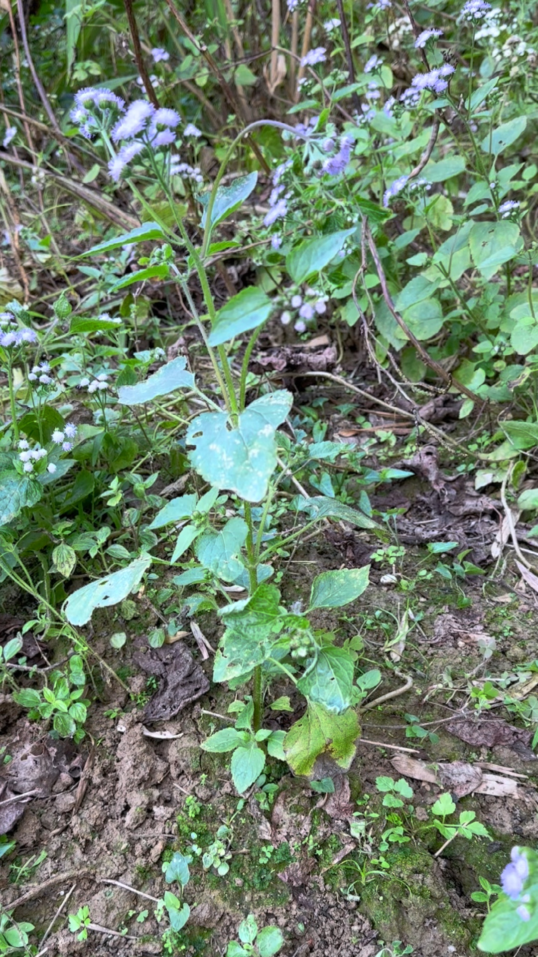 藿香蓟也叫白花臭草,很多人都揉过它的叶子