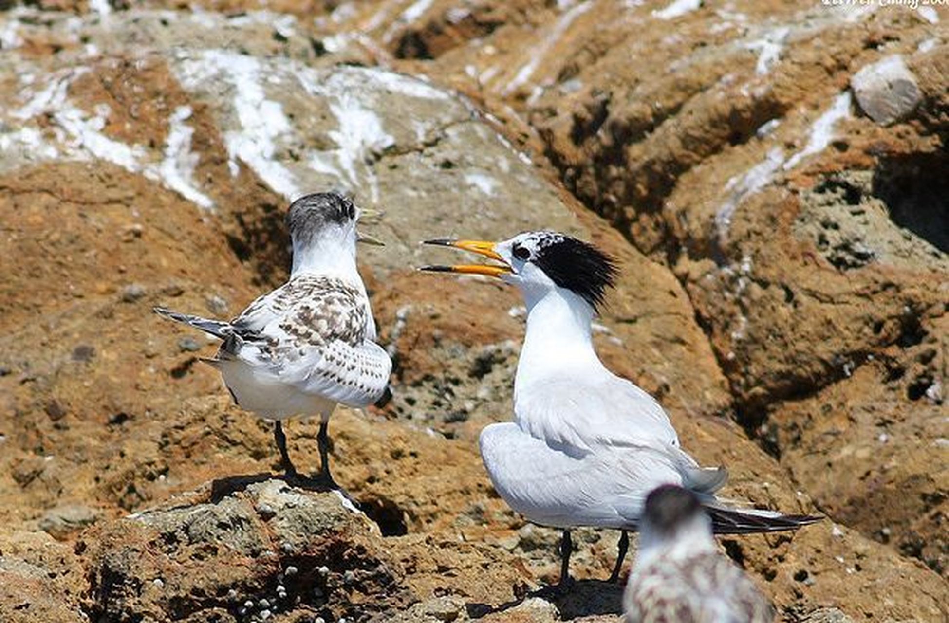 跨年创作挑战赛# 中华凤头燕鸥别名黑嘴端凤头燕鸥,我国一级保护段镲