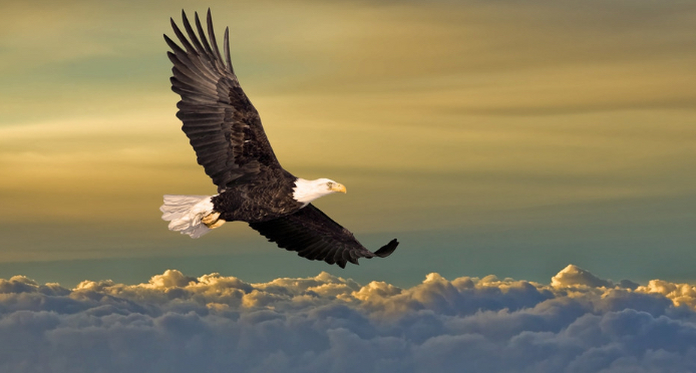 俗语"鸟贵有翼,人贵有志",这里用鸟的翅膀与人的志向作对比,是告诫