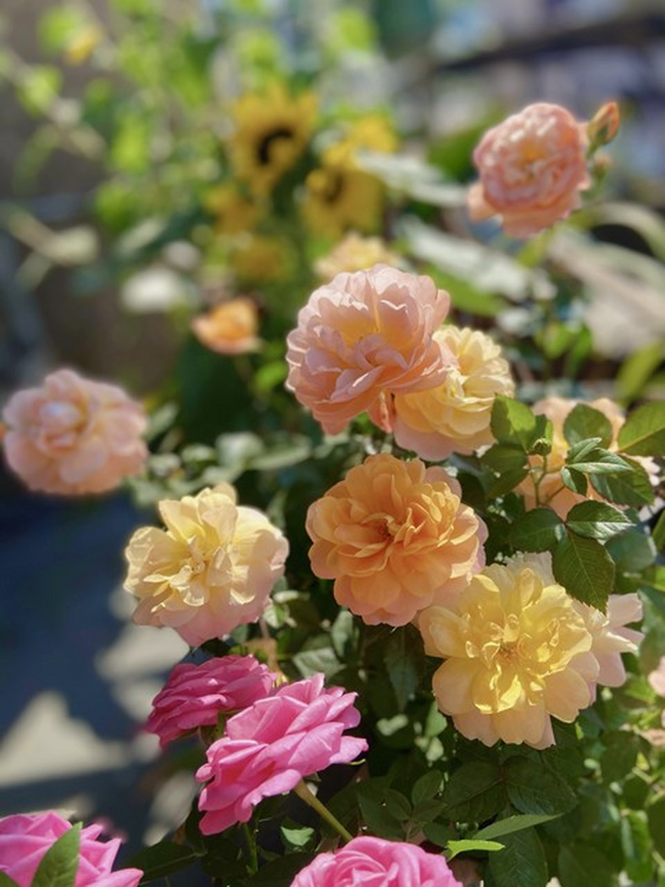 果汁阳台月季是一种色彩丰富,品种繁多,适应力强的花卉,适合阳台种植.