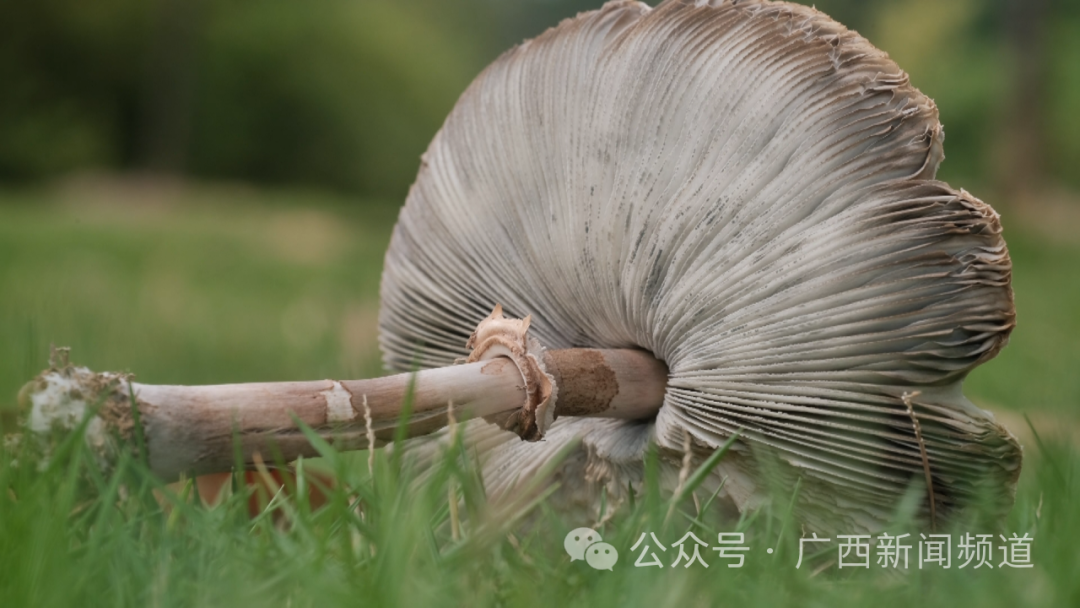 吃不得!这种南宁城市公园中最常见蘑菇,叫"icu菇"