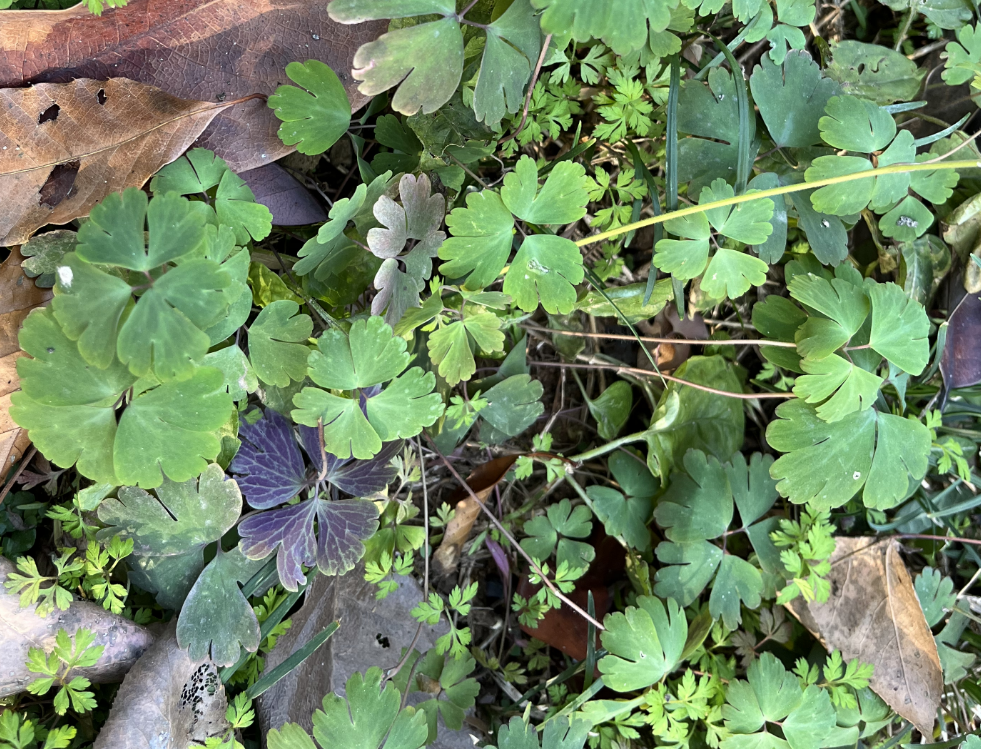 紫背天葵,又称老鼠屎草,夏无踪,有2大功效,农民朋友要了解!